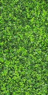 Green Wall Ivy Foliage Square 1m x 1m 