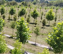 Trees, Plants and Hedging  - Mature Trees