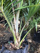 Rhopalostylis Pittii – Pitt or Chatham Island (Nikau) Palm