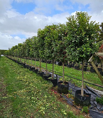 Syzygium Resilience™ – Psyllid Resistant Lilly Pilly