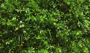 Green Wall Living Plant Foliage / Flower Square 50cm x 50cm 