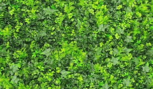 Green Wall Ivy Foliage Square 1m x 1m 