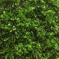 Green Wall Living Plant Foliage / Flower Square 50cm x 50cm 