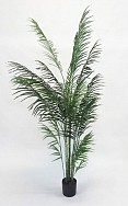Potted Areca Palm 1.7m