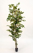Potted Ficus Tree 1.8m