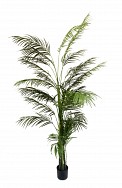 Potted Areca Palm 1.2m