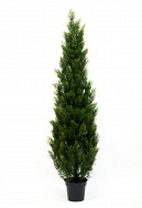 Cedar Potted Topiary